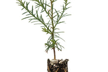 Load image into Gallery viewer, Coast Redwood | Small Tree Seedling | The Jonsteen Company