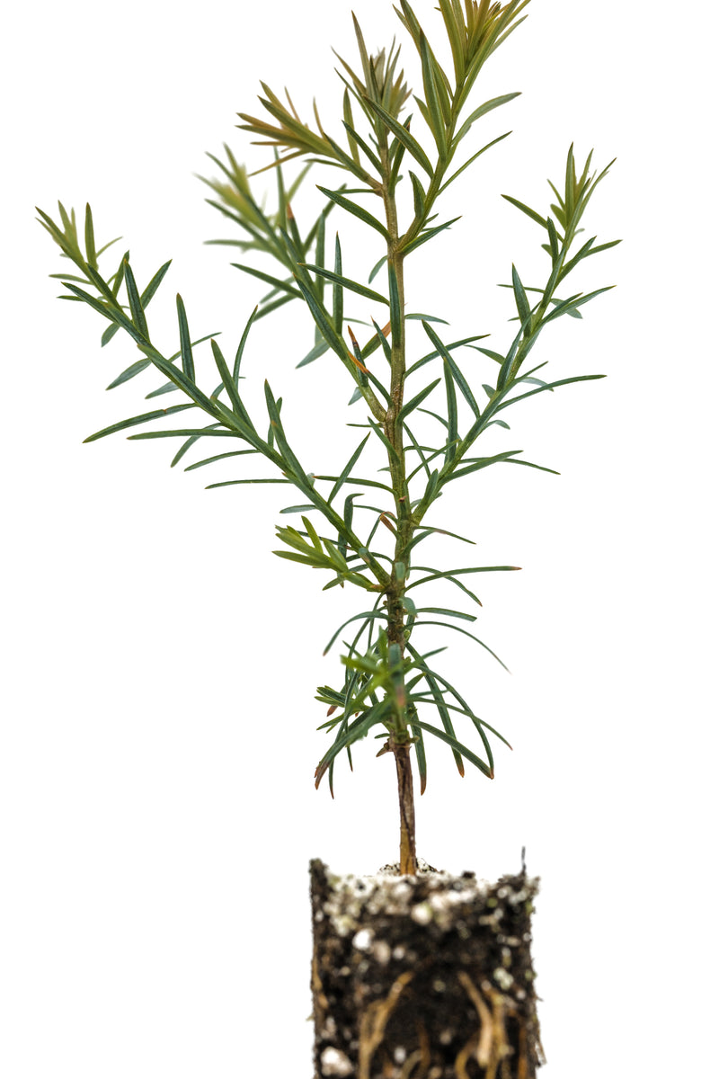 Coast Redwood | Small Tree Seedling The Jonsteen Company Coast Redwood | Small Tree Seedling The Jonsteen Company