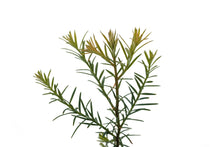 Load image into Gallery viewer, Coast Redwood | Small Tree Seedling | The Jonsteen Company