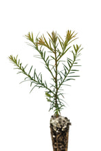 Load image into Gallery viewer, Coast Redwood | Small Tree Seedling | The Jonsteen Company