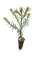 Load image into Gallery viewer, Coast Redwood | Small Tree Seedling | The Jonsteen Company