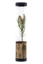 Load image into Gallery viewer, Coast Redwood | Packaged Live Tree | The Jonsteen Company