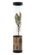 Load image into Gallery viewer, Coast Redwood | Packaged Live Tree | The Jonsteen Company