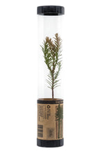 Load image into Gallery viewer, Coast Redwood | Packaged Live Tree | The Jonsteen Company