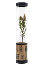 Load image into Gallery viewer, Coast Redwood | Packaged Live Tree | The Jonsteen Company