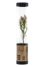 Load image into Gallery viewer, Coast Redwood | Packaged Live Tree | The Jonsteen Company