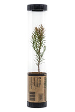 Load image into Gallery viewer, Coast Redwood | Packaged Live Tree | The Jonsteen Company