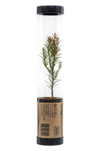 Load image into Gallery viewer, Coast Redwood | Packaged Live Tree | The Jonsteen Company