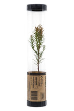 Load image into Gallery viewer, Coast Redwood | Packaged Live Tree | The Jonsteen Company