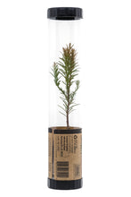 Load image into Gallery viewer, Coast Redwood | Packaged Live Tree | The Jonsteen Company