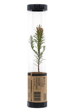 Load image into Gallery viewer, Coast Redwood | Packaged Live Tree | The Jonsteen Company
