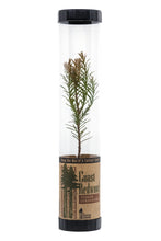Load image into Gallery viewer, Coast Redwood | Packaged Live Tree | The Jonsteen Company
