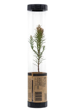 Load image into Gallery viewer, Coast Redwood | Packaged Live Tree | The Jonsteen Company