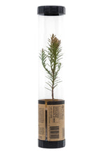 Load image into Gallery viewer, Coast Redwood | Packaged Live Tree | The Jonsteen Company