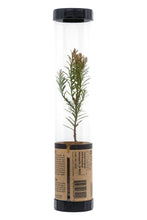 Load image into Gallery viewer, Coast Redwood | Packaged Live Tree | The Jonsteen Company
