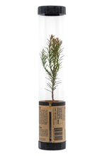 Load image into Gallery viewer, Coast Redwood | Packaged Live Tree | The Jonsteen Company
