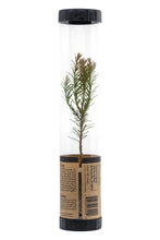 Load image into Gallery viewer, Coast Redwood | Packaged Live Tree | The Jonsteen Company