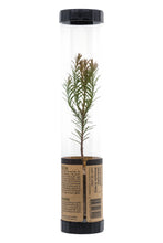 Load image into Gallery viewer, Coast Redwood | Packaged Live Tree | The Jonsteen Company
