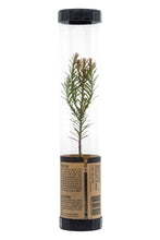 Load image into Gallery viewer, Coast Redwood | Packaged Live Tree | The Jonsteen Company