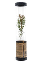 Load image into Gallery viewer, Coast Redwood | Packaged Live Tree | The Jonsteen Company