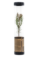 Load image into Gallery viewer, Coast Redwood | Packaged Live Tree | The Jonsteen Company
