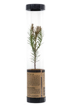 Load image into Gallery viewer, Coast Redwood | Packaged Live Tree | The Jonsteen Company