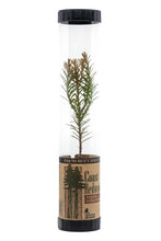 Load image into Gallery viewer, Coast Redwood | Packaged Live Tree | The Jonsteen Company