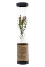 Load image into Gallery viewer, Coast Redwood | Packaged Live Tree