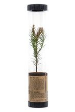 Load image into Gallery viewer, Coast Redwood | Packaged Live Tree