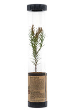 Load image into Gallery viewer, Coast Redwood | Packaged Live Tree