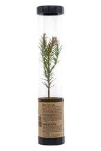 Load image into Gallery viewer, Coast Redwood | Packaged Live Tree