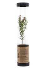 Load image into Gallery viewer, Coast Redwood | Packaged Live Tree