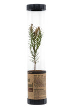 Load image into Gallery viewer, Coast Redwood | Packaged Live Tree | The Jonsteen Company