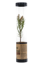 Load image into Gallery viewer, Coast Redwood | Packaged Live Tree | The Jonsteen Company