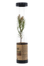 Load image into Gallery viewer, Coast Redwood | Packaged Live Tree | The Jonsteen Company