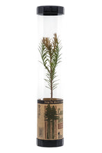 Load image into Gallery viewer, Coast Redwood | Packaged Live Tree | The Jonsteen Company