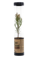 Load image into Gallery viewer, Coast Redwood | Packaged Live Tree | The Jonsteen Company