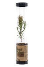 Load image into Gallery viewer, Coast Redwood | Packaged Live Tree | The Jonsteen Company