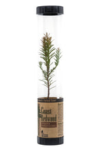 Load image into Gallery viewer, Coast Redwood | Packaged Live Tree | The Jonsteen Company