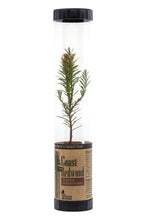 Load image into Gallery viewer, Coast Redwood | Packaged Live Tree | The Jonsteen Company