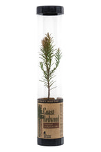 Load image into Gallery viewer, Coast Redwood | Packaged Live Tree | The Jonsteen Company