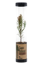 Load image into Gallery viewer, Coast Redwood | Packaged Live Tree | The Jonsteen Company