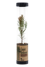 Load image into Gallery viewer, Coast Redwood | Packaged Live Tree | The Jonsteen Company
