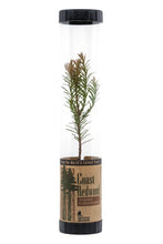 Load image into Gallery viewer, Coast Redwood | Packaged Live Tree | The Jonsteen Company