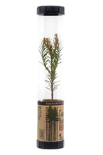 Load image into Gallery viewer, Coast Redwood | Packaged Live Tree | The Jonsteen Company