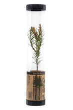 Load image into Gallery viewer, Coast Redwood | Packaged Live Tree | The Jonsteen Company