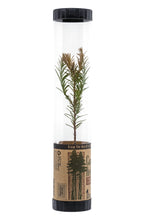 Load image into Gallery viewer, Coast Redwood | Packaged Live Tree | The Jonsteen Company