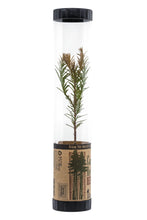 Load image into Gallery viewer, Coast Redwood | Packaged Live Tree | The Jonsteen Company