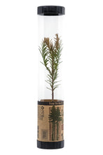 Load image into Gallery viewer, Coast Redwood | Packaged Live Tree | The Jonsteen Company