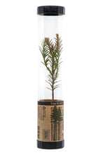Load image into Gallery viewer, Coast Redwood | Packaged Live Tree | The Jonsteen Company